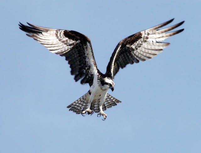 black and white bird of prey