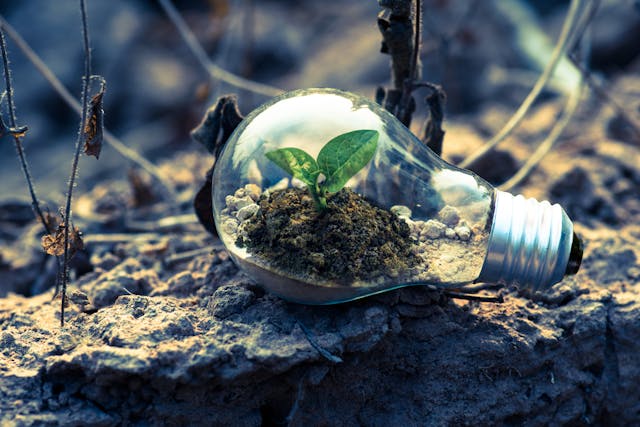 lightbulb with plant growing inside